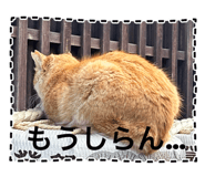 732972509