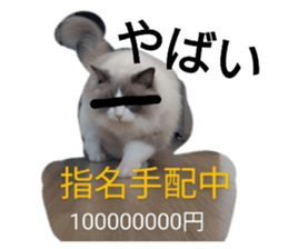 733156163