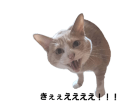 733181732