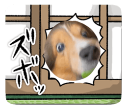 733203232
