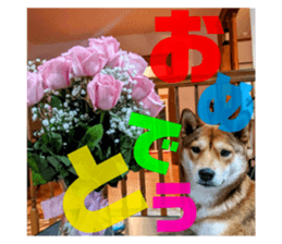 733301923
