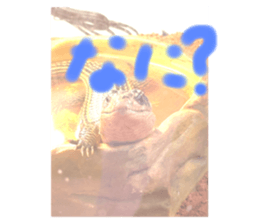 733303990