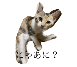 733333116
