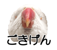 733336691