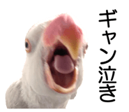 733336693