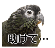 733336694