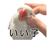 733336697