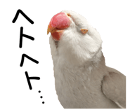 733336701