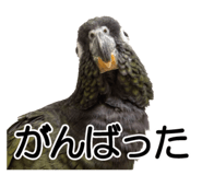 733336702
