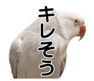 733336703