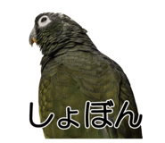 733336704
