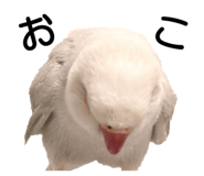 733336705