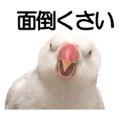 733336707