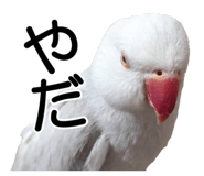 733336709
