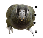 733336710