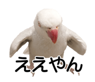 733336711