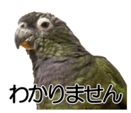 733336716