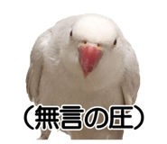733336717