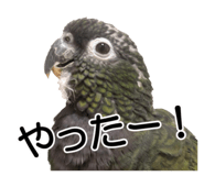 733336718