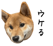 733378696