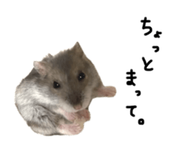 733378736