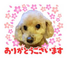 733380267