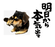 733388331