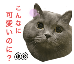 733556839