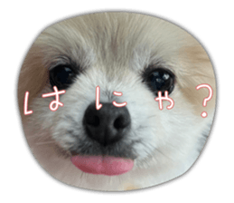 733581592
