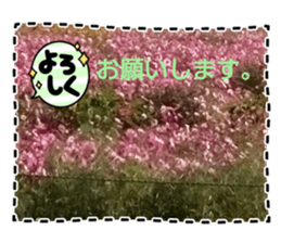 733721172