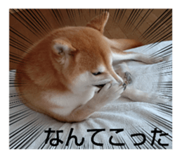 733783146