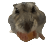733857556