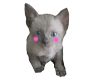 733889155