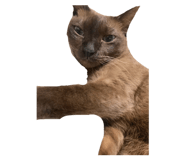 733889157