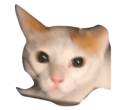 733988293