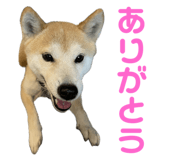 734400767