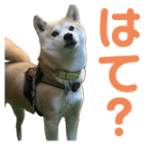 734400775