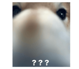 734652919