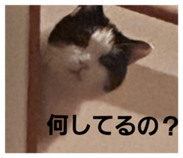 734763298