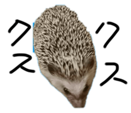 734776877