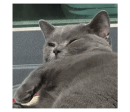 734856499