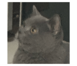 734856520
