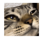 734952625
