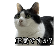 734976034