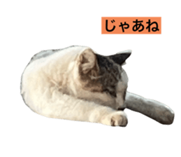 735000600