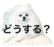 735076675