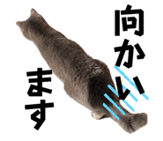 735081383