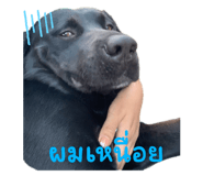 735083604