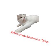 735127213