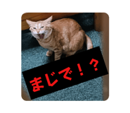 735325431
